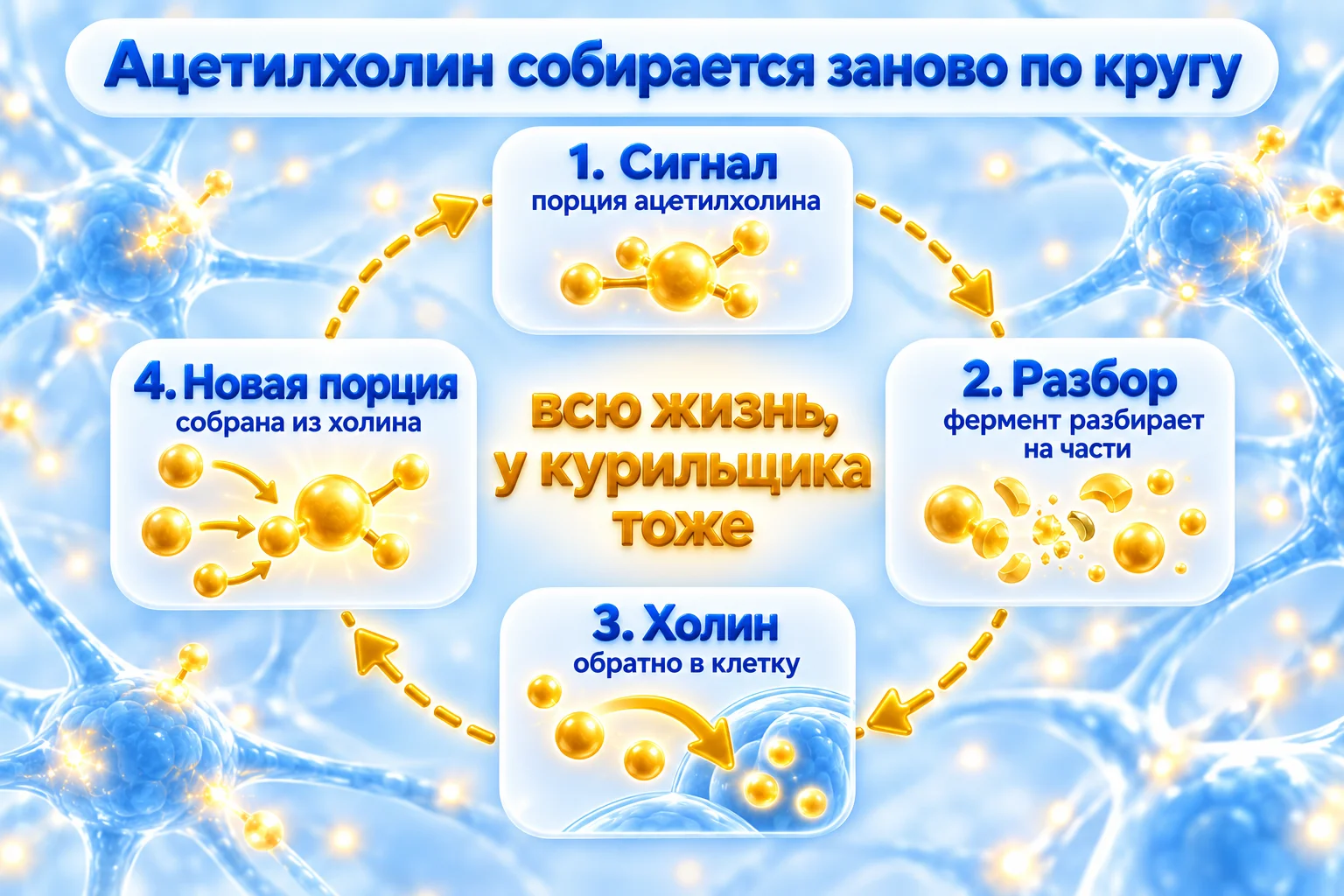 Как вырабатывается ацетилхолин: порция передаёт сигнал, фермент разбирает её, холин возвращается в клетку и становится новой порцией