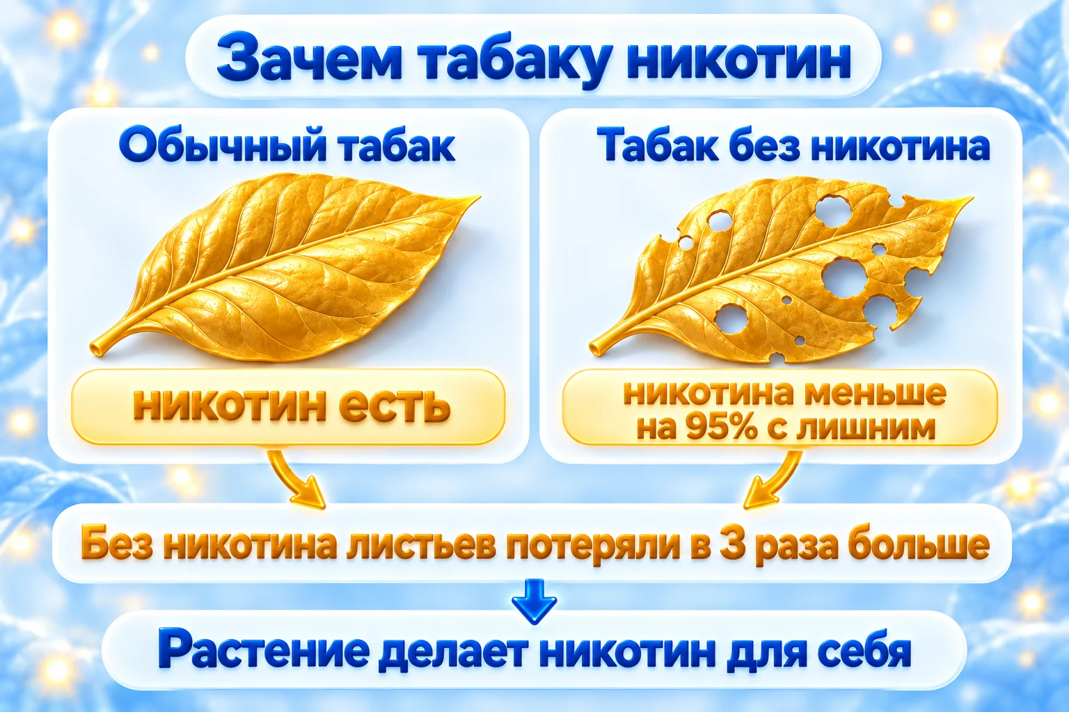 Опыт с табаком: растения без никотина потеряли в 3 раза больше листьев, чем обычный табак