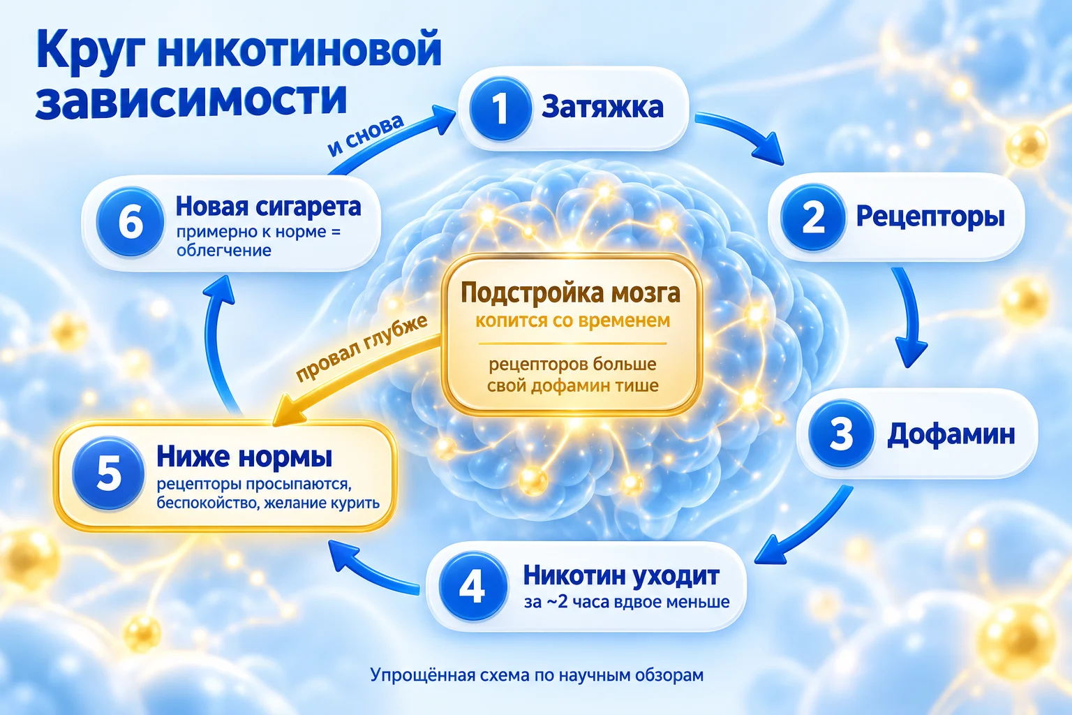 Как формируется никотиновая зависимость: круг из шести шагов. Затяжка, рецепторы, дофамин, никотин уходит, ниже нормы, новая сигарета. Сбоку: мозг подстраивается под никотин, и самочувствие без него опускается всё ниже
