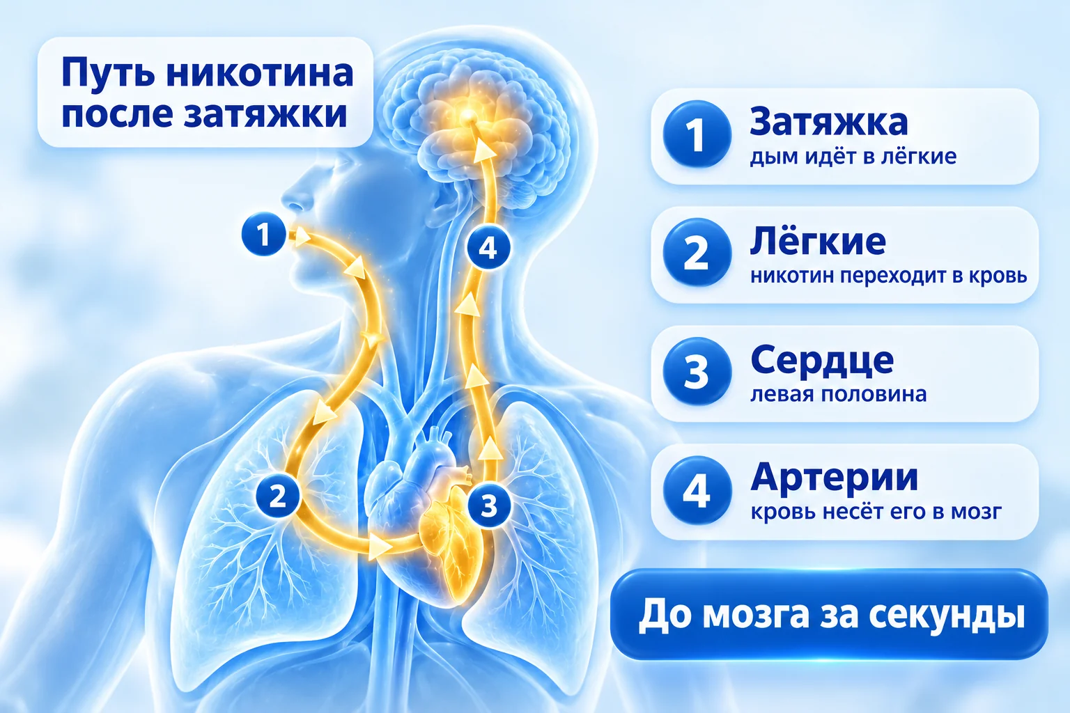 Схема: как никотин попадает в мозг после затяжки. Лёгкие, левая половина сердца, артерии, мозг