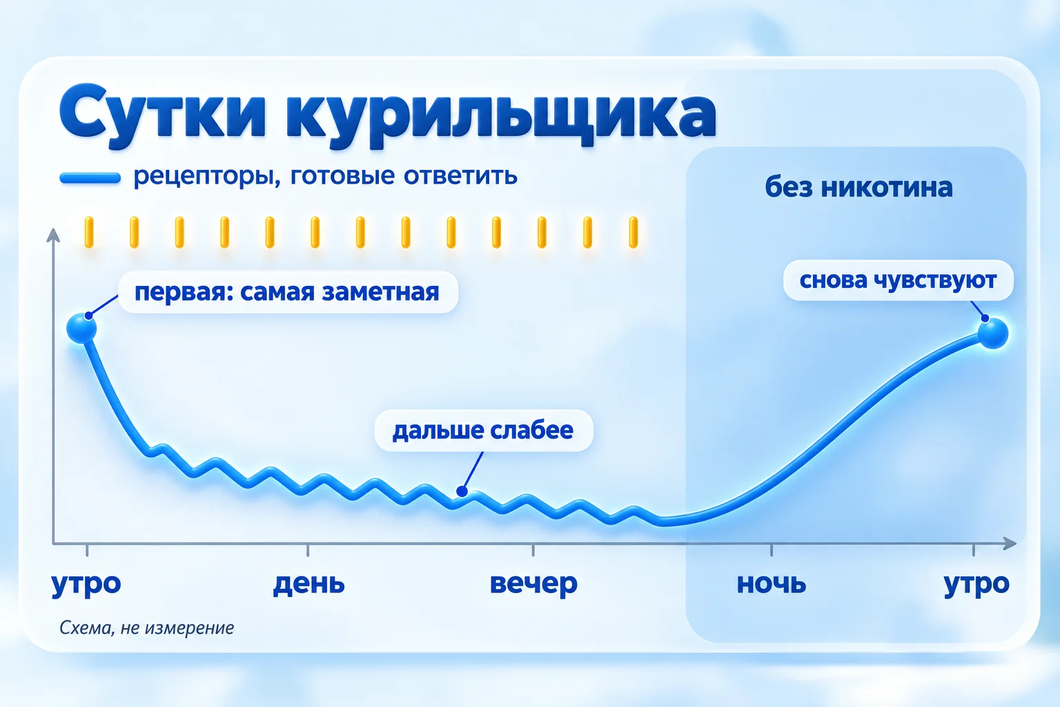 Почему утром хочется курить: схема суток курильщика, утром рецепторов, готовых ответить, много, днём мало, за ночь снова много