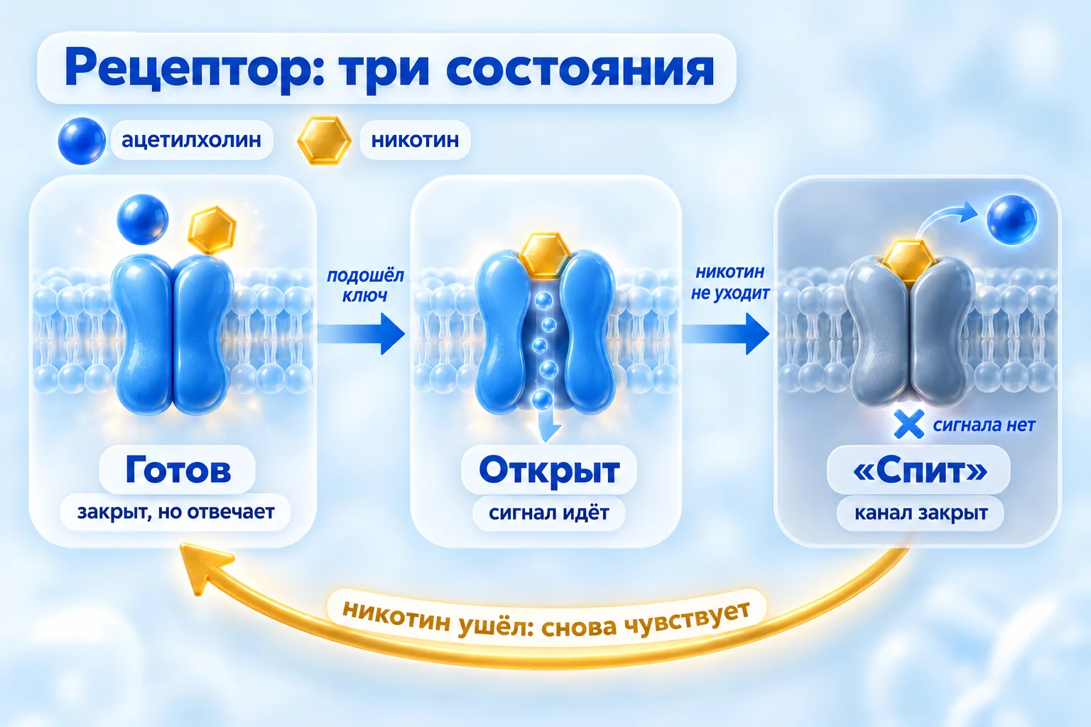 Десенситизация никотиновых рецепторов: рецептор готов, открыт и «спит», а когда никотин ушёл, снова готов