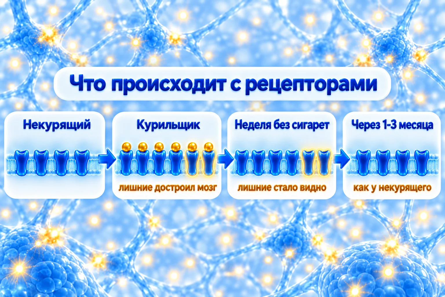 Рецепторы после отказа от курения: пока вы курите, их занимает никотин, через неделю без сигарет свободных рецепторов больше, чем у некурящих